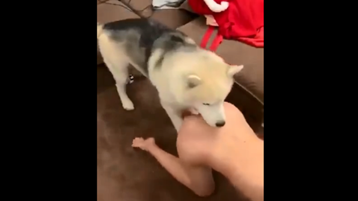 不装逼！让你们看看我的小母狗是怎么配种的.. 海报