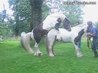 人类和动物-Horse资源多多,等着你欣赏 海报